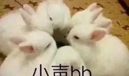 网红兔子吃瓜,揭秘娱乐圈幕后真相