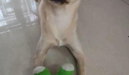 火狗新皮肤爆料视频大全,炫酷造型尽收眼底